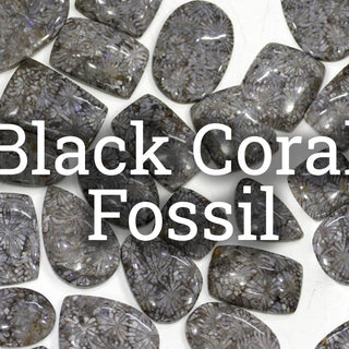 Coral Fossil