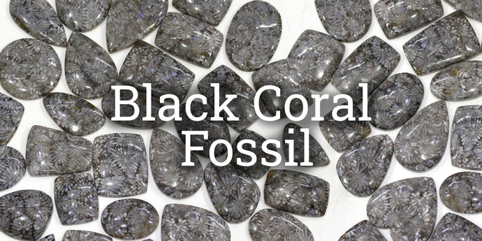 Coral Fossil