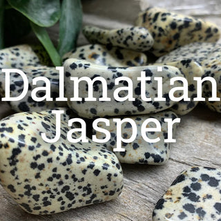 Dalmatian Jasper